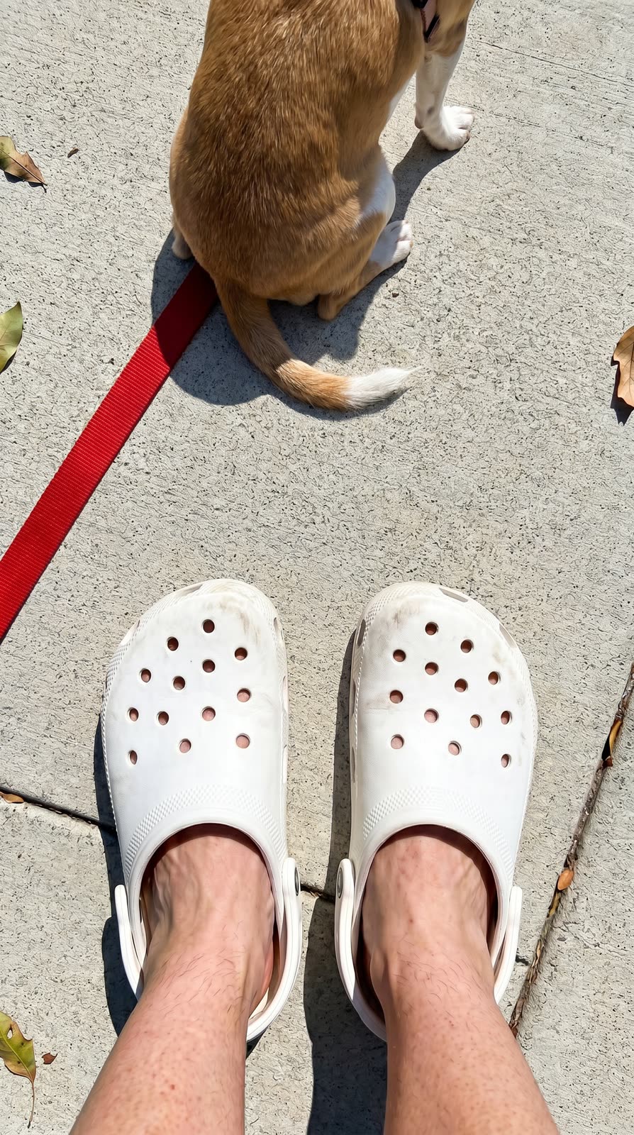 Frame 3 — dog walk